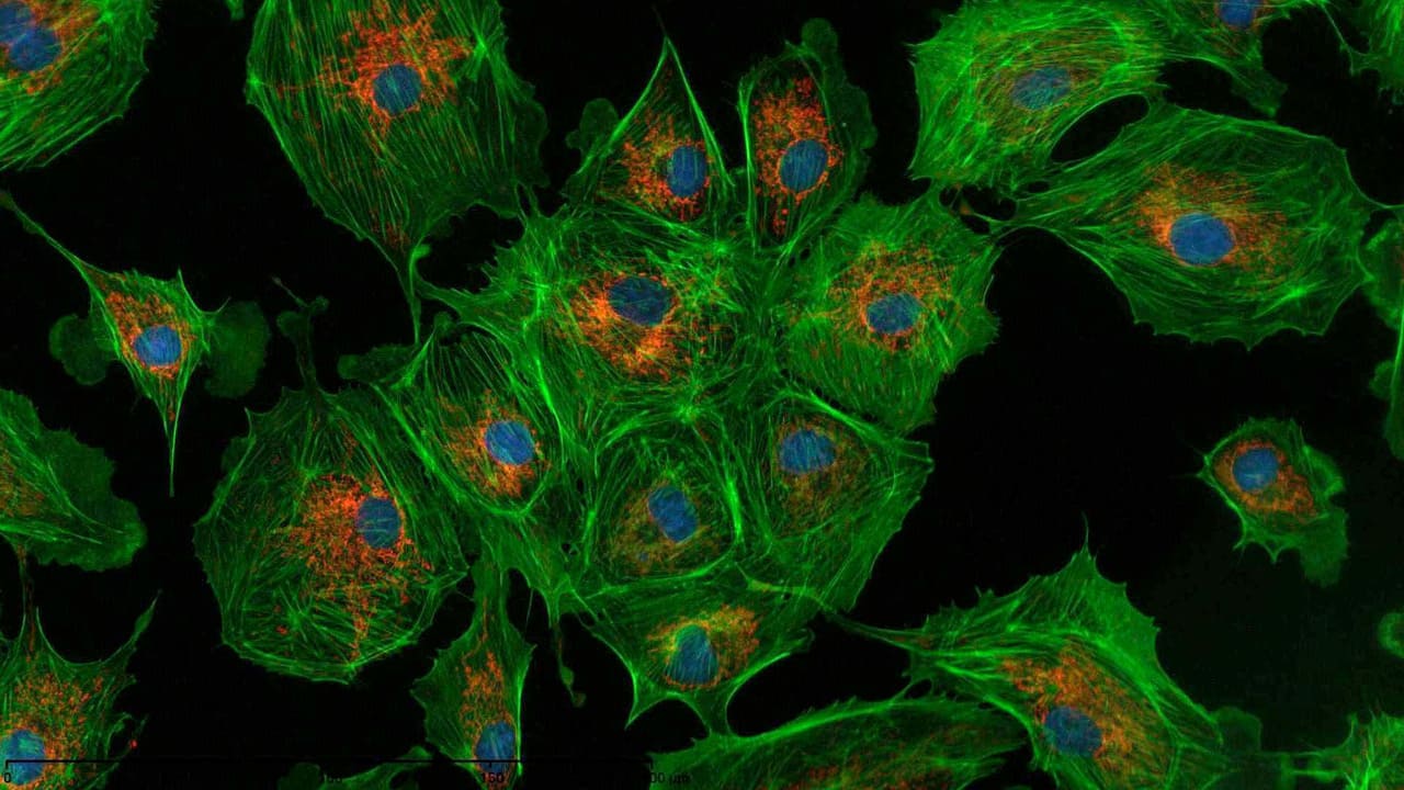 DAPI